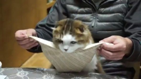 ポン君