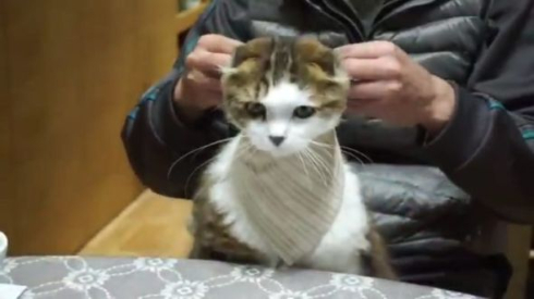 ポン君