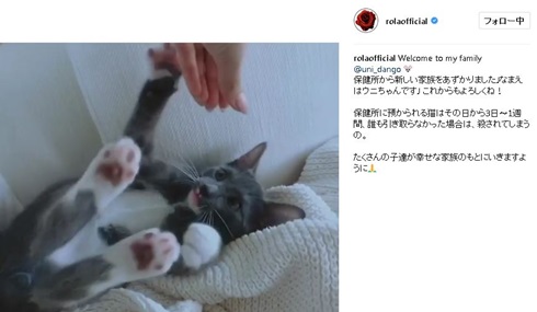 ローラ ウニちゃん　保護猫