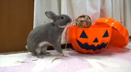 うさぎのふうた