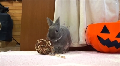 うさぎのふうた