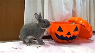 うさぎのふうた