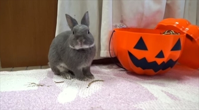 うさぎのふうた