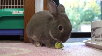 うさぎのふうた