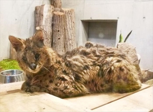 円山動物園サーバル