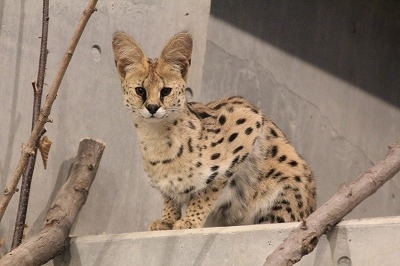 円山動物園サーバル