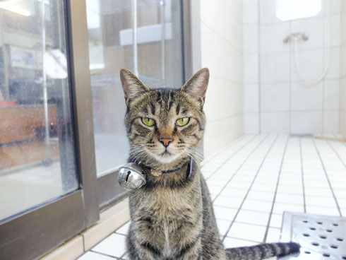 喜楽湯 川口 銭湯 交互浴