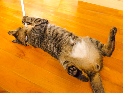 喜楽湯 川口 銭湯 交互浴