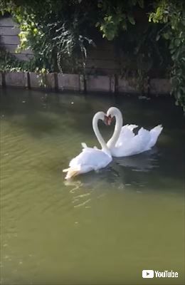 白鳥