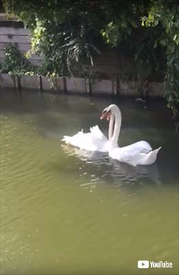 白鳥
