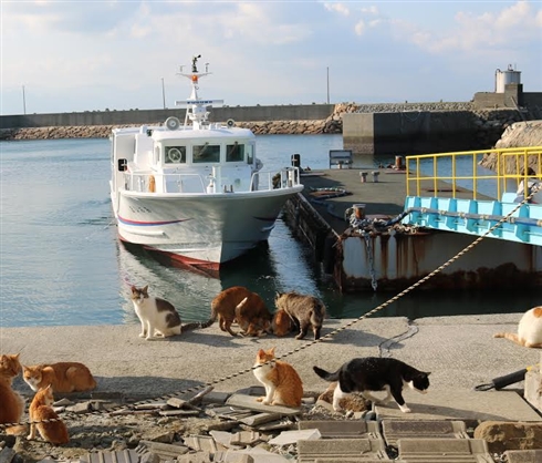 「猫の島」台風で衆院選投票できず　13日連続欠航で人間の食料が不足する事態に