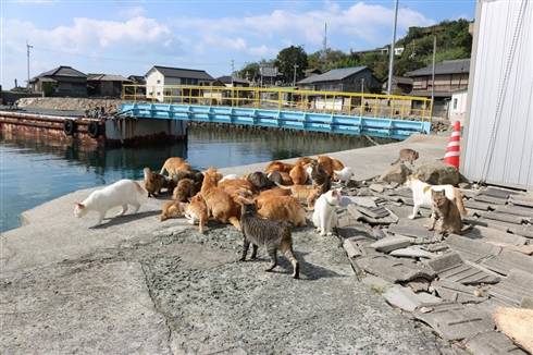 「猫の島」台風で衆院選投票できず　13日連続欠航で人間の食料が不足する事態に