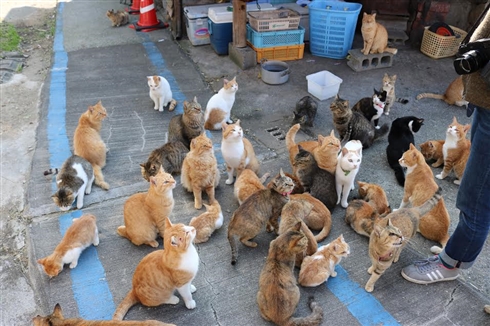 「猫の島」台風で衆院選投票できず　13日連続欠航で人間の食料が不足する事態に