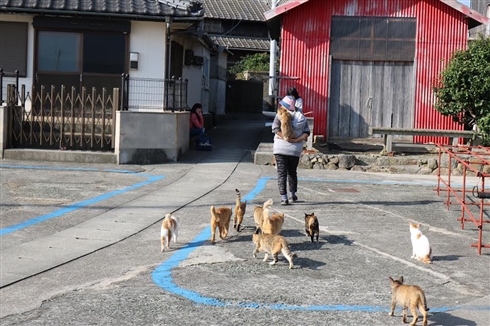 「猫の島」台風で衆院選投票できず　13日連続欠航で人間の食料が不足する事態に