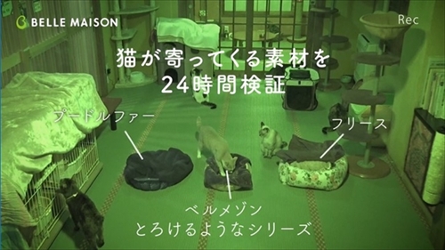 ベルメゾンとろけるようなシリーズ・猫動画