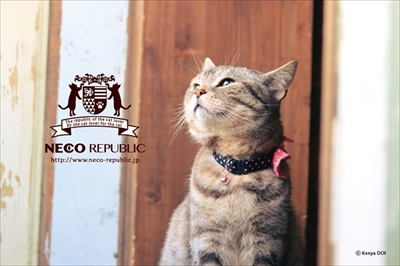 ベルメゾンとろけるようなシリーズ・猫動画