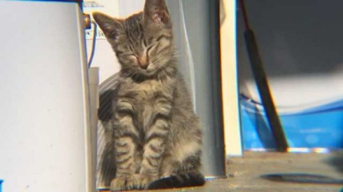 迷い猫 ウトウト 寝顔