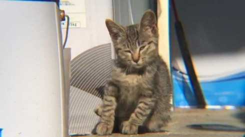 迷い猫 ウトウト 寝顔