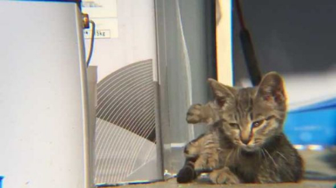 迷い猫 ウトウト 寝顔