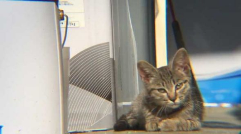 迷い猫 ウトウト 寝顔