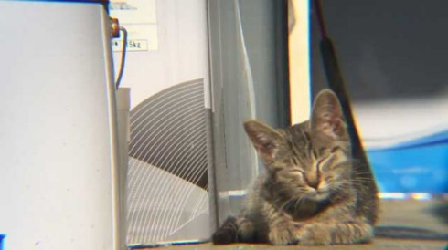 迷い猫 ウトウト 寝顔