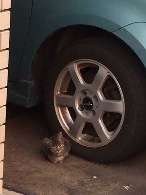 迷い猫 ウトウト 寝顔