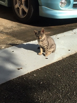 迷い猫 ウトウト 寝顔