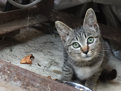 迷い猫 ウトウト 寝顔