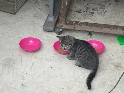 迷い猫 ウトウト 寝顔