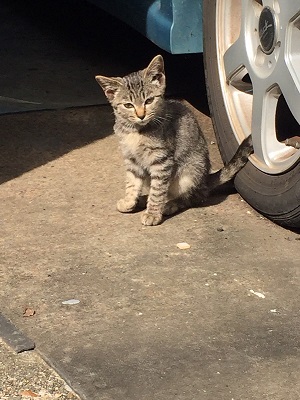 迷い猫 ウトウト 寝顔