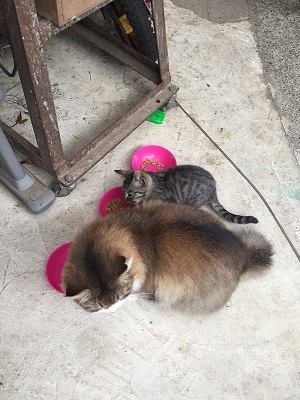 迷い猫 ウトウト 寝顔