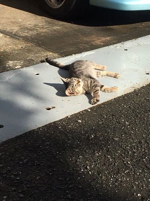 迷い猫 ウトウト 寝顔