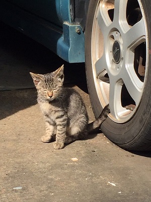 迷い猫 ウトウト 寝顔