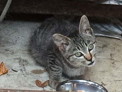 迷い猫 ウトウト 寝顔