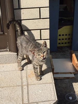 迷い猫 ウトウト 寝顔