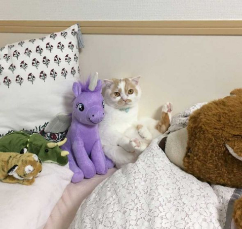 ホイップ 猫 馴染む ぬいぐるみ