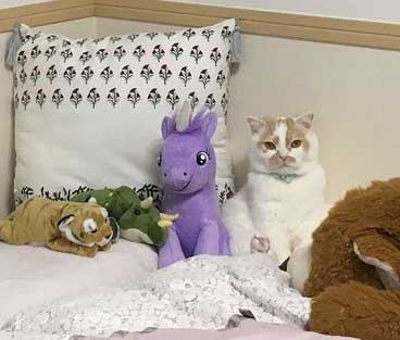 ホイップ 猫 馴染む ぬいぐるみ