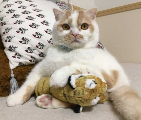 ホイップ 猫 馴染む ぬいぐるみ