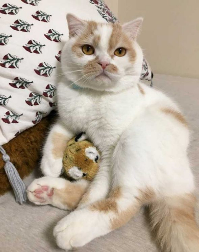 ホイップ 猫 馴染む ぬいぐるみ