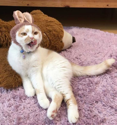 ホイップ 猫 馴染む ぬいぐるみ