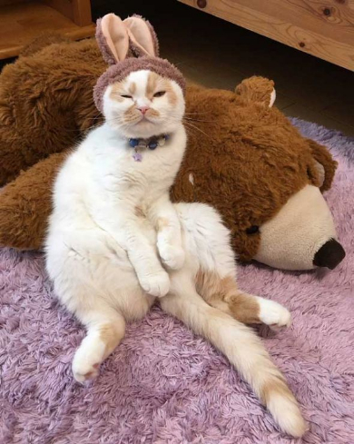 ホイップ 猫 馴染む ぬいぐるみ