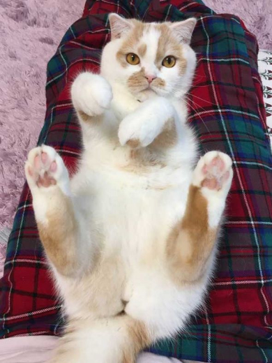 ホイップ 猫 馴染む ぬいぐるみ