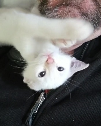 子猫