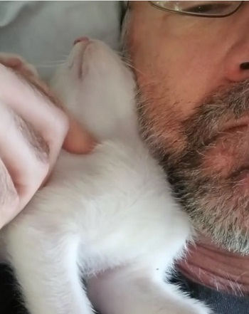 子猫