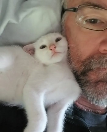子猫