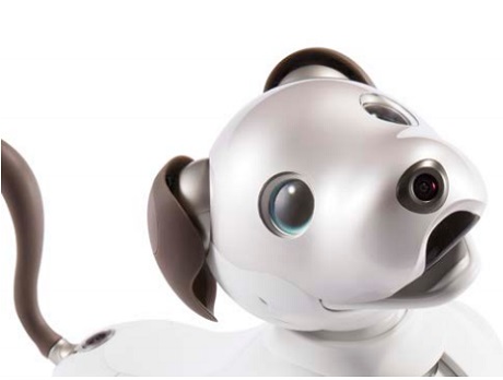 aibo