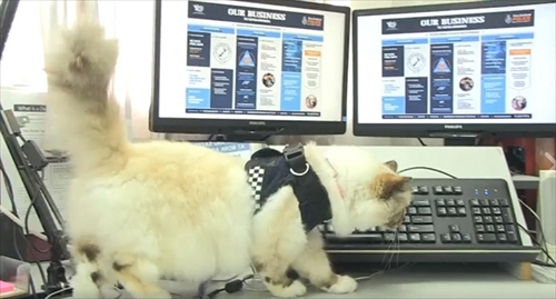 ニュージーランド警察猫