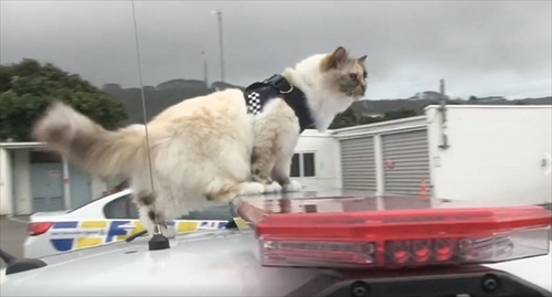 ニュージーランド警察猫