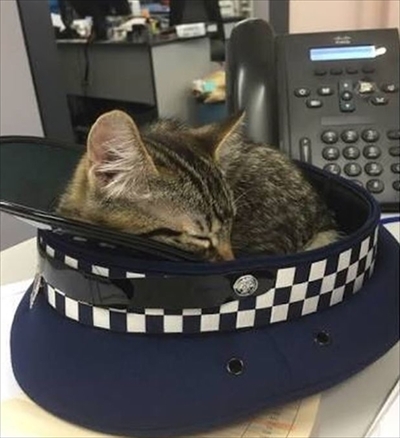 ニュージーランド警察猫
