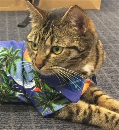 ニュージーランド警察猫